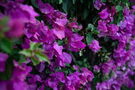 Bougainvillier violet